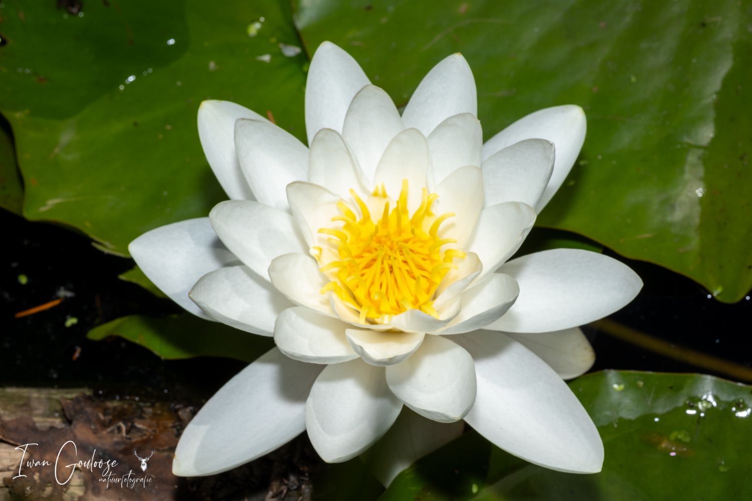 16 juni 2023 150751  R2A6171